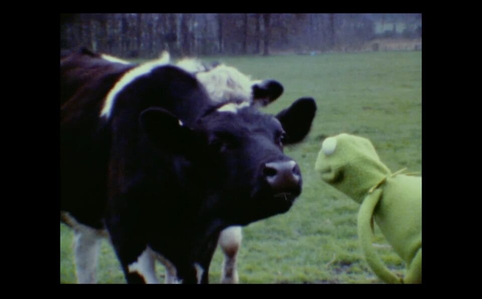a still from a test for a Muppet film showing Kermit the Frog talking to a cow