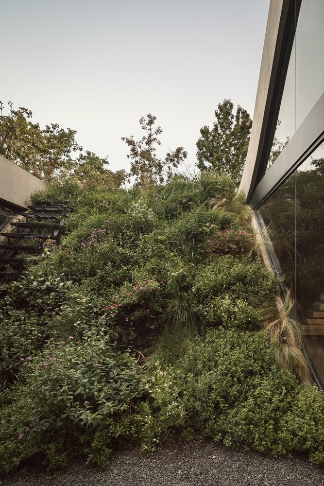Casa Olivos Green Roof plants