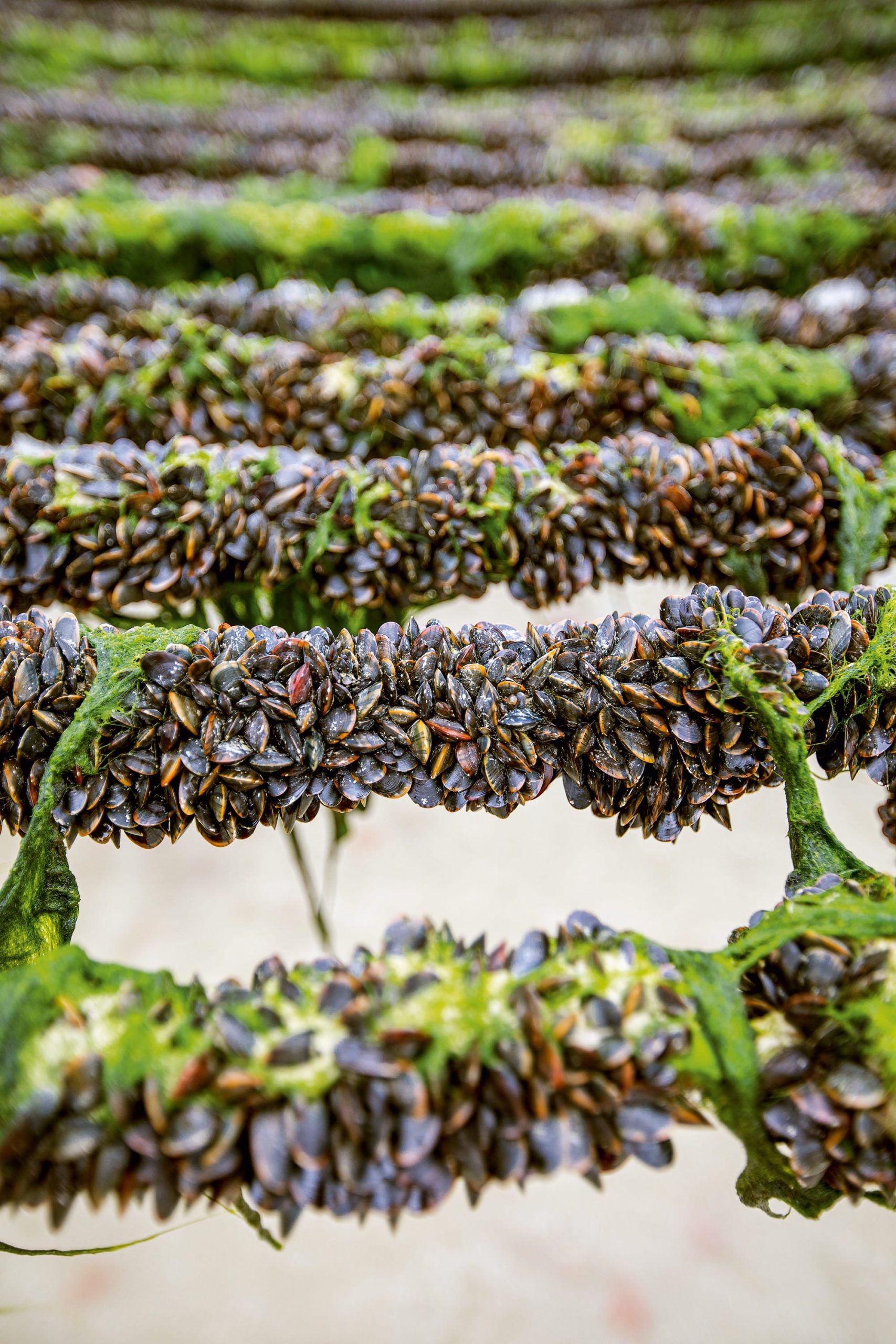 a photo by Simon Bourcier of shells covering poles